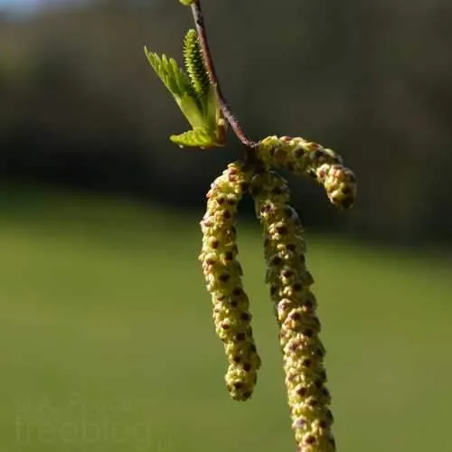 Betula pubescens - Downy Birch