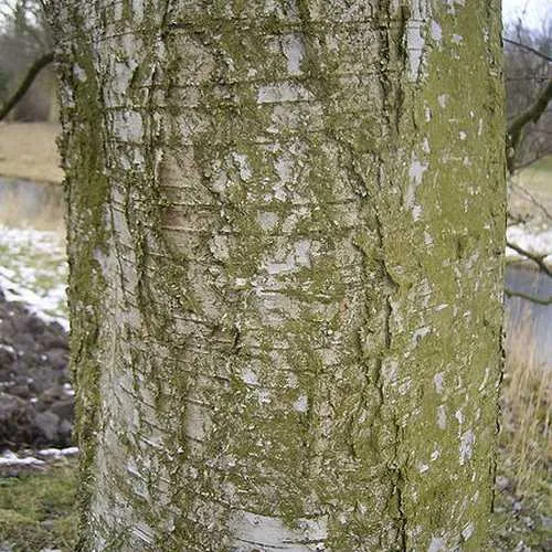 Betula pubescens - Downy Birch