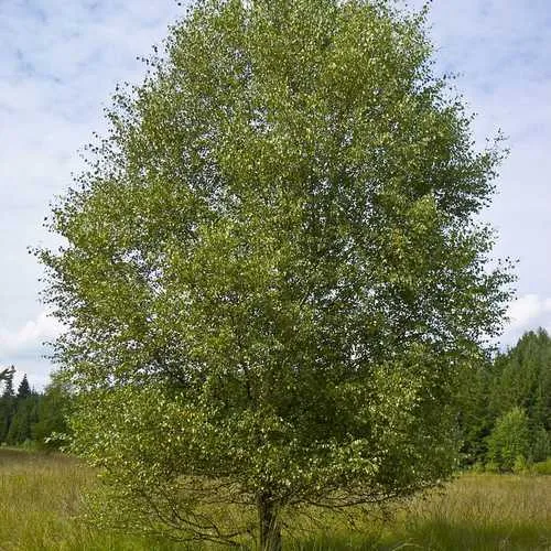 Betula pubescens - Downy Birch