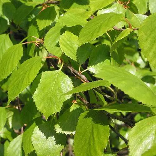 Betula pubescens - Downy Birch