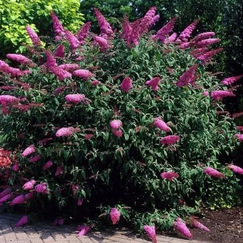 Buddleja davidii Pink Delight