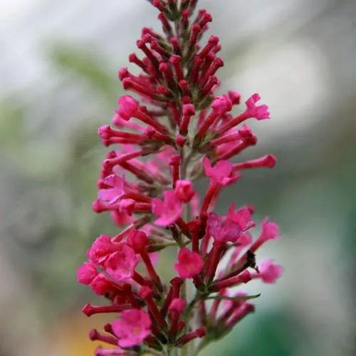 Buddleja davidii Pink Delight