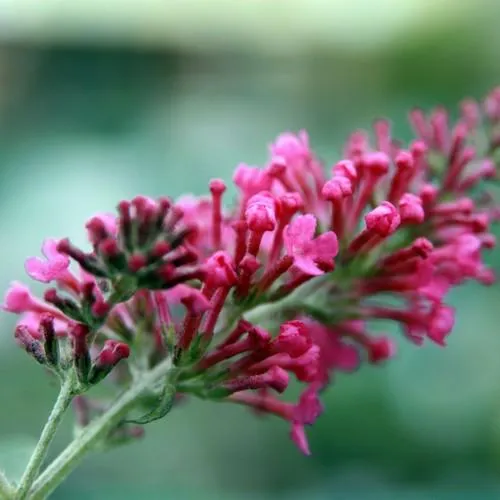 Buddleja davidii Pink Delight