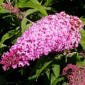 Buddleja davidii Pink Delight