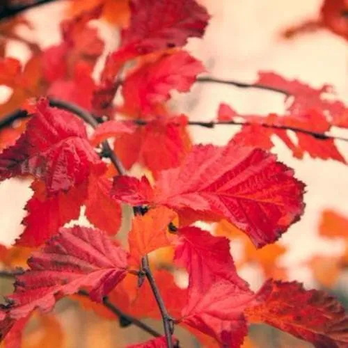 Carpinus betulus Rockhampton Red