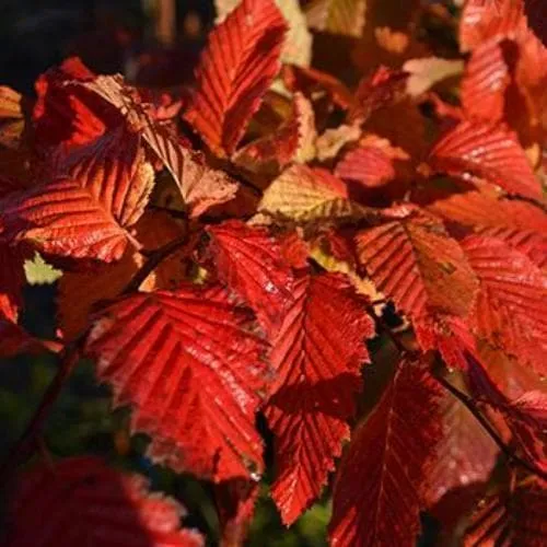 Carpinus betulus Rockhampton Red