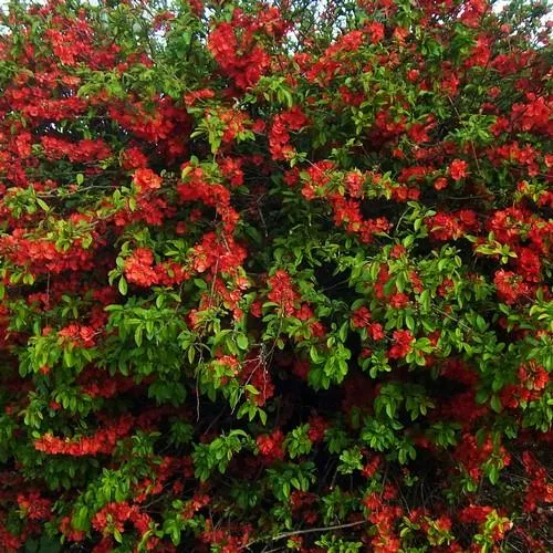 Chaenomeles japonica