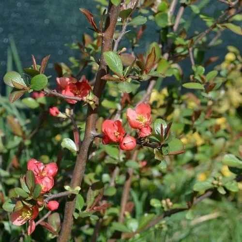 Chaenomeles japonica