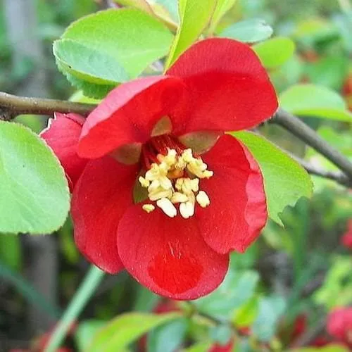 Chaenomeles japonica