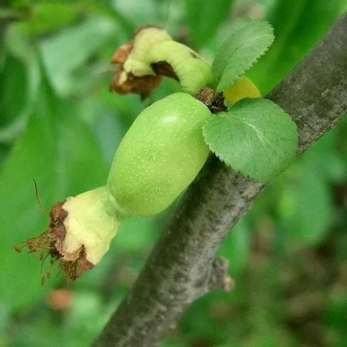 Chaenomeles japonica