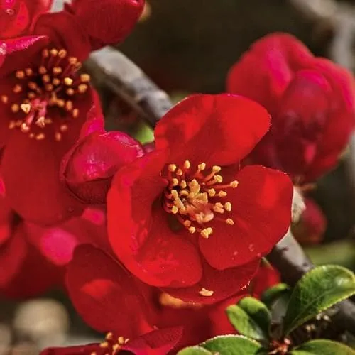 Chaenomeles japonica