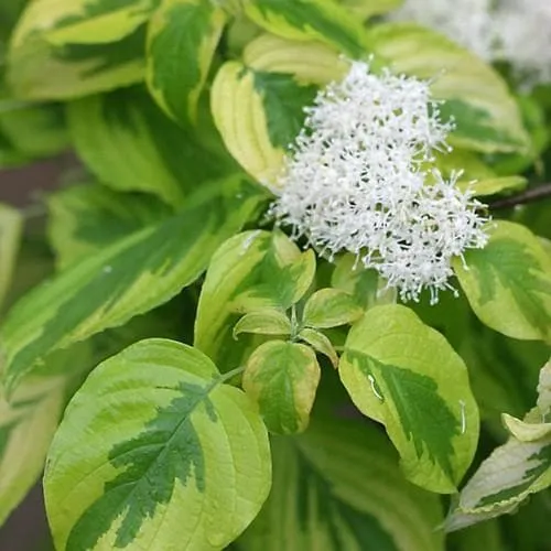 Cornus alternifolia Golden Shadows