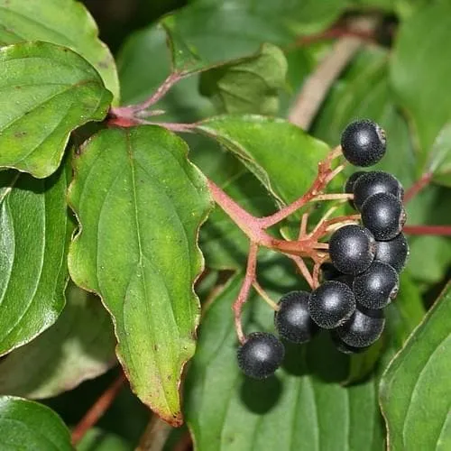 Cornus sanguinea