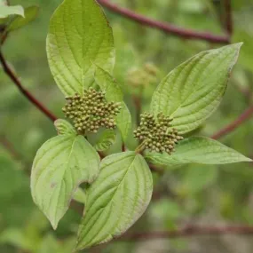 Cornus sanguinea