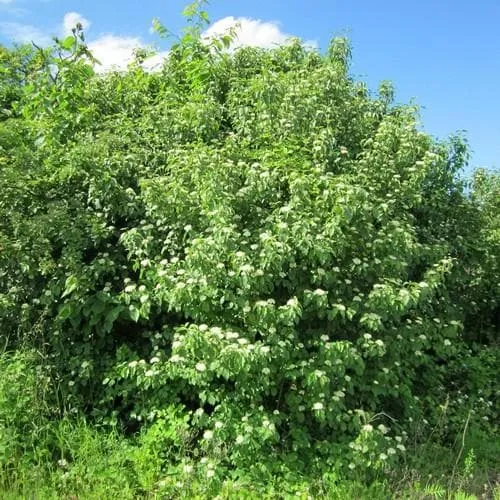 Cornus sanguinea