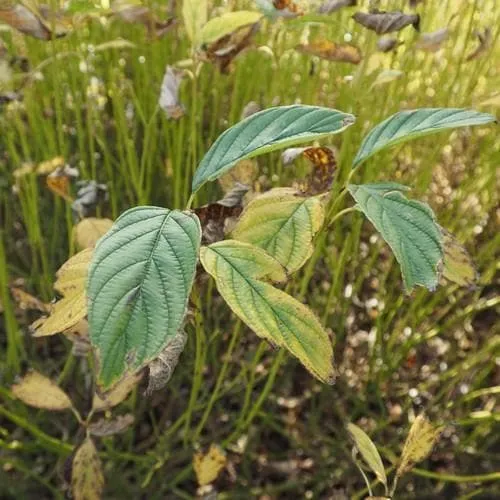 Cornus sericea Flaviramea