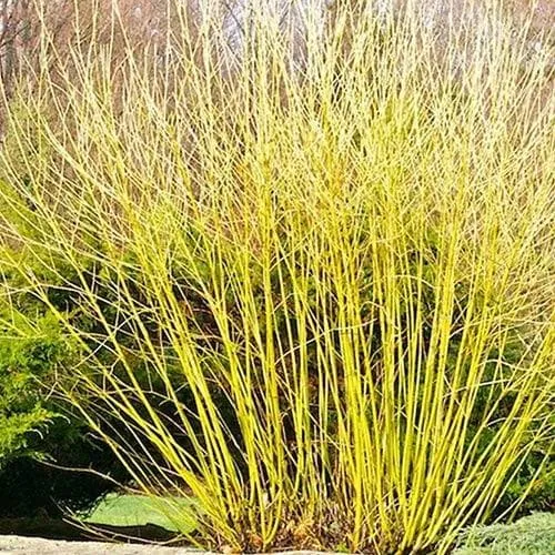 Cornus sericea Flaviramea