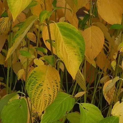 Cornus sericea Flaviramea