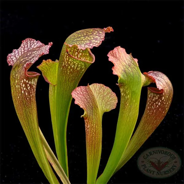 Sarracenia x Mardi Gras