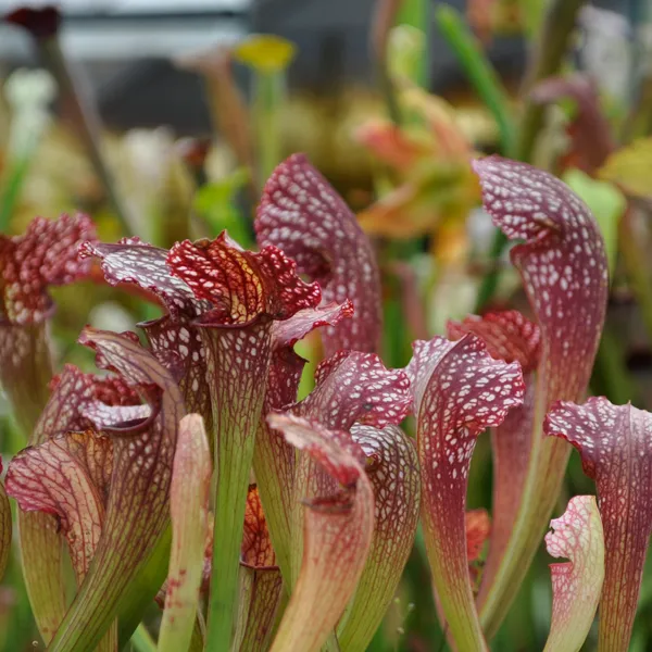 Sarracenia x Mardi Gras